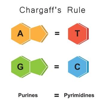 One Of Chargaff's Rules States That