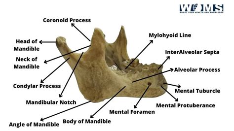 Only Moveable Bone In The Skull