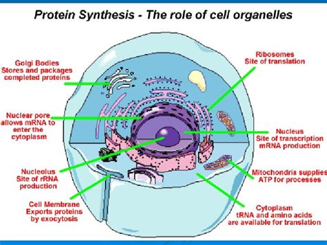 Organelle That Is The Site Of Protein Synthesis