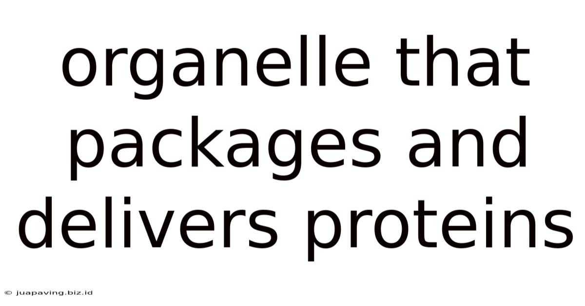 Organelle That Packages And Delivers Proteins