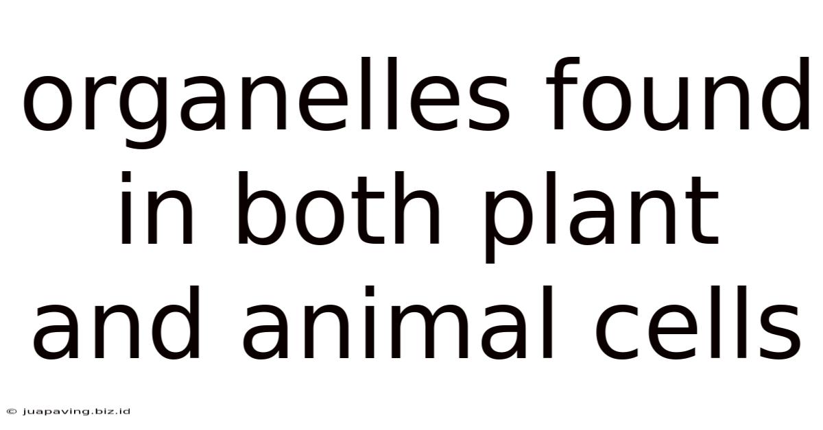 Organelles Found In Both Plant And Animal Cells