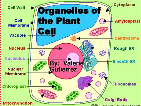 Organelles That Are Found Only In Plant Cells