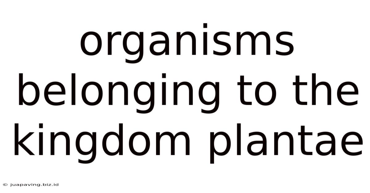 Organisms Belonging To The Kingdom Plantae