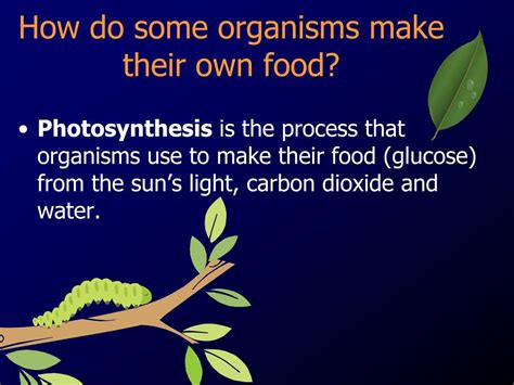 Organisms That Make Their Own Food Are Called