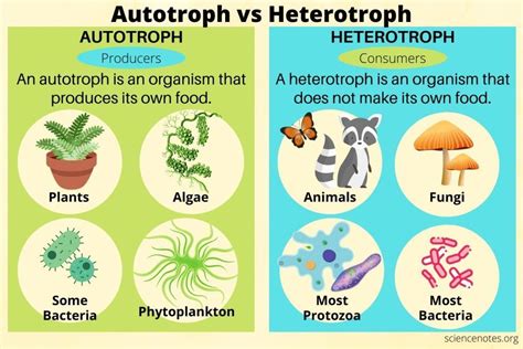 Organisms That Make Their Own Food