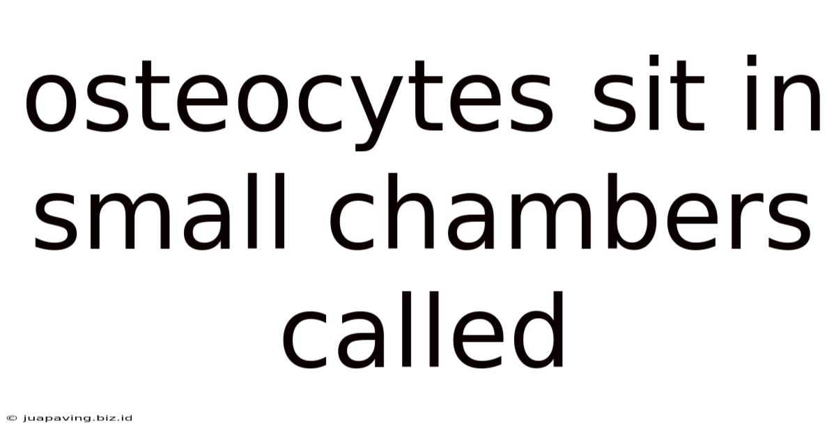 Osteocytes Sit In Small Chambers Called