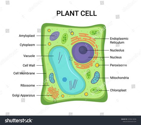 Outer Layer Of A Plant Cell