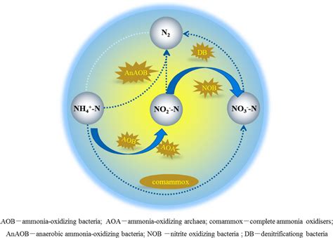 Oxidation State Of Nitrogen In Ammonia