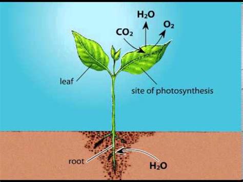 Oxygen Gas Produced During Photosynthesis Originates As