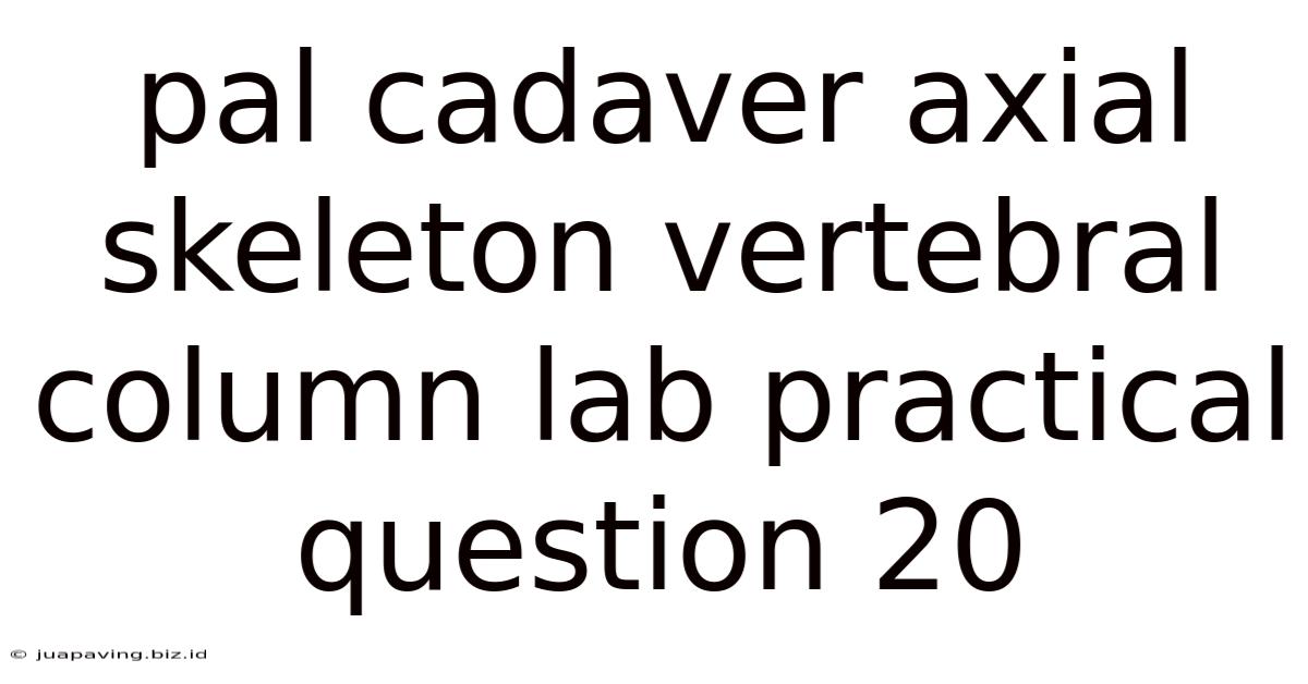 Pal Cadaver Axial Skeleton Vertebral Column Lab Practical Question 20