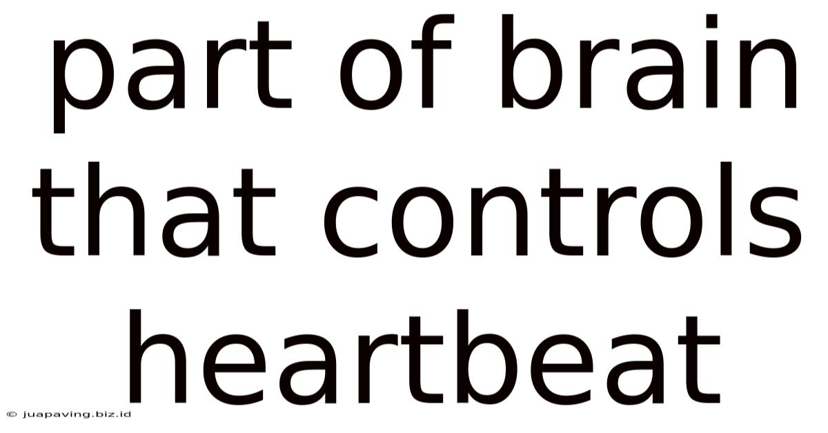 Part Of Brain That Controls Heartbeat