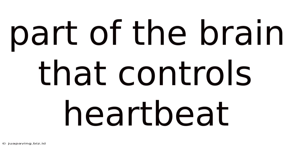 Part Of The Brain That Controls Heartbeat