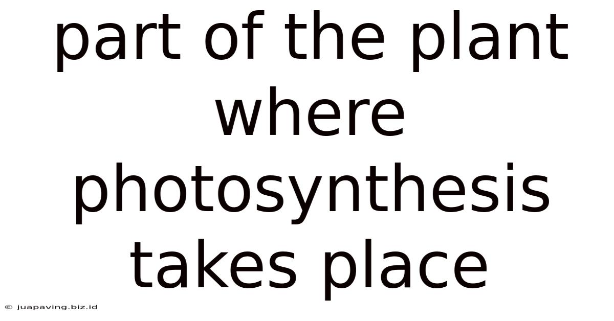Part Of The Plant Where Photosynthesis Takes Place