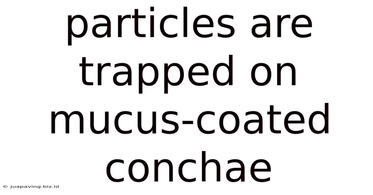 Particles Are Trapped On Mucus-coated Conchae