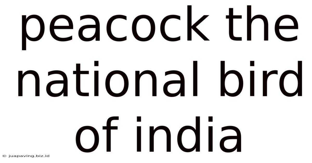 Peacock The National Bird Of India