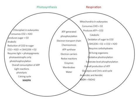 Photosynthesis And Cellular Respiration Venn Diagram