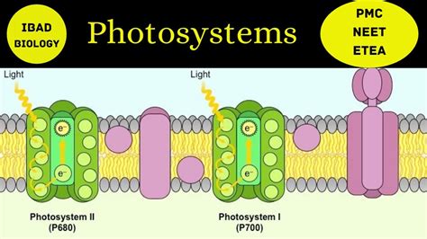 Photosystem I And Photosystem Ii Are Part Of