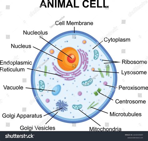 Picture Of Animal Cell With Labels