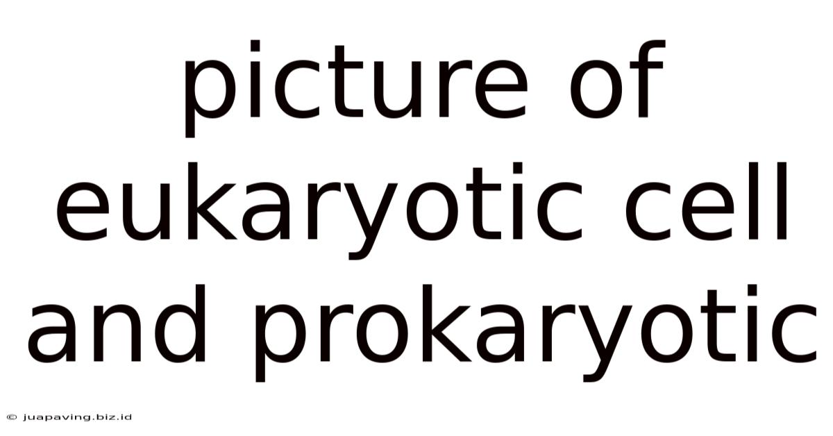 Picture Of Eukaryotic Cell And Prokaryotic