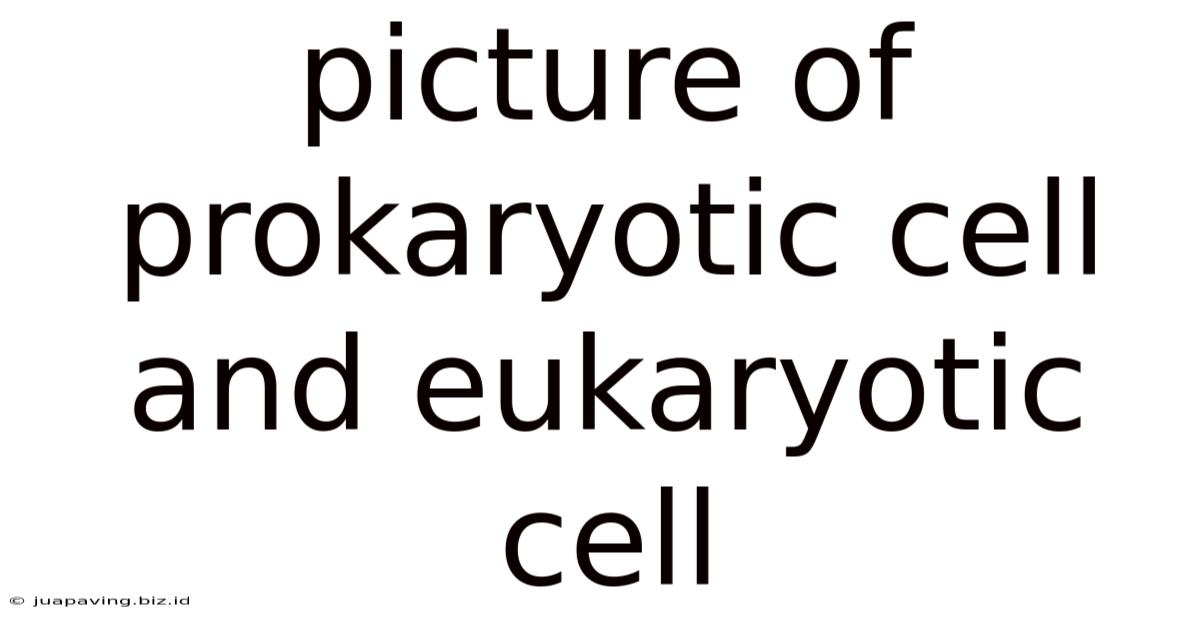 Picture Of Prokaryotic Cell And Eukaryotic Cell