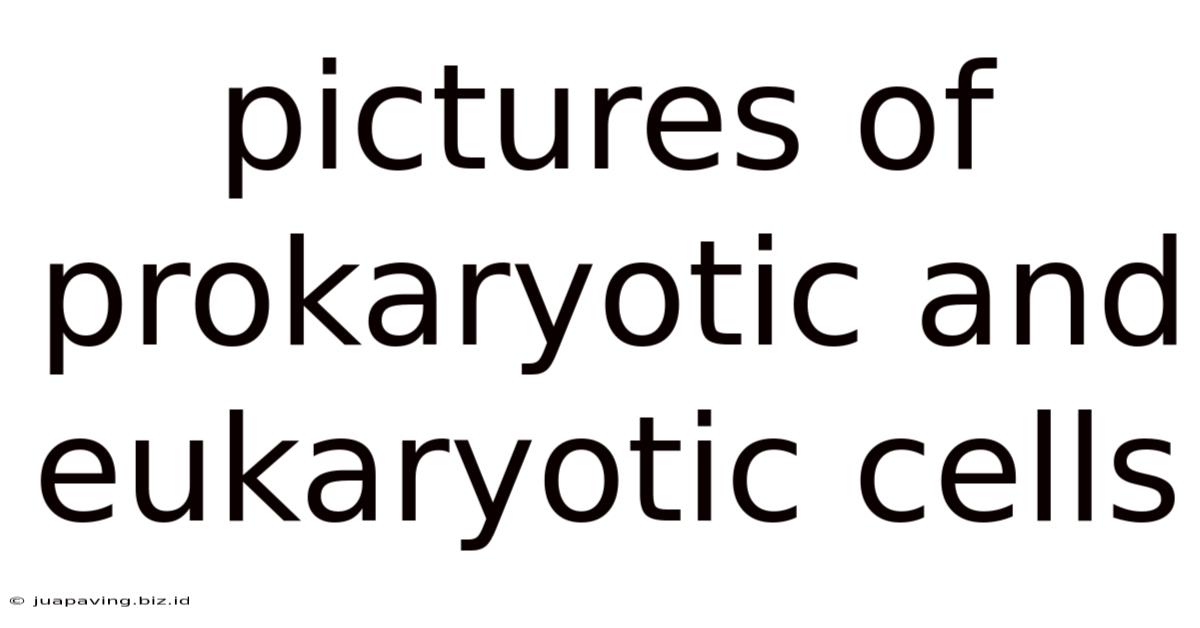 Pictures Of Prokaryotic And Eukaryotic Cells