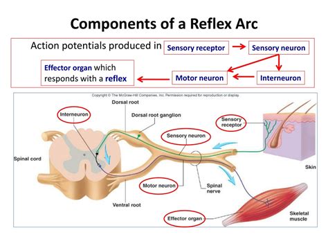 Place The Following Parts Of A Reflex Arc In Order