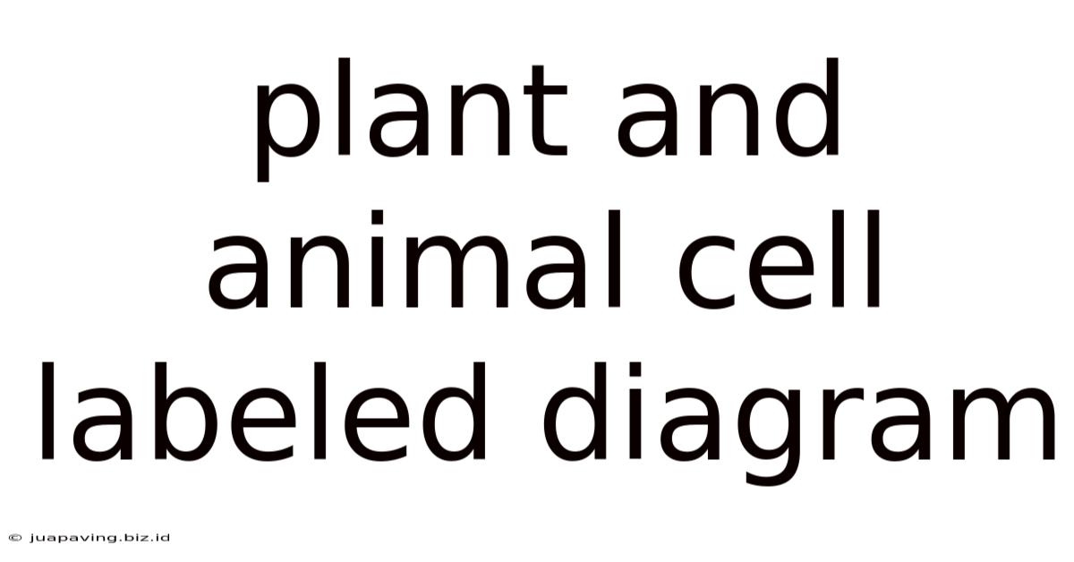 Plant And Animal Cell Labeled Diagram