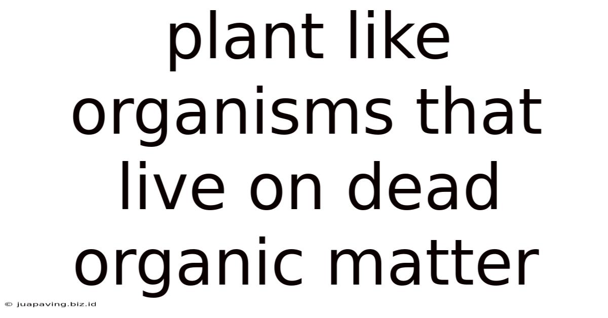 Plant Like Organisms That Live On Dead Organic Matter