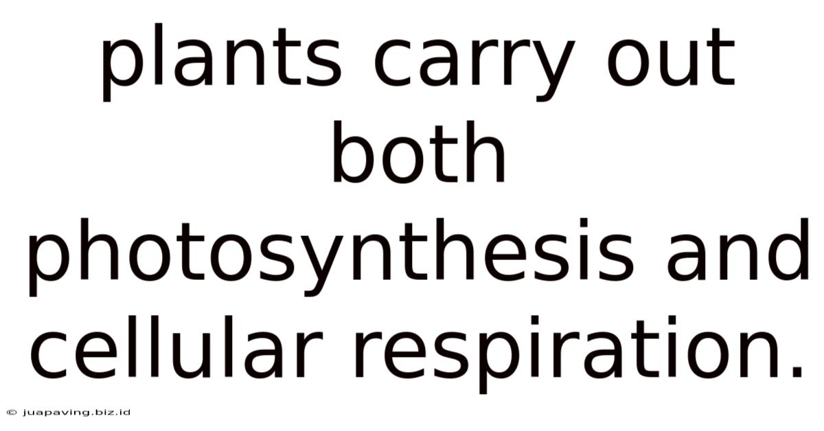 Plants Carry Out Both Photosynthesis And Cellular Respiration.