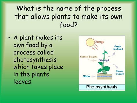 Plants That Make Their Own Food Are Called