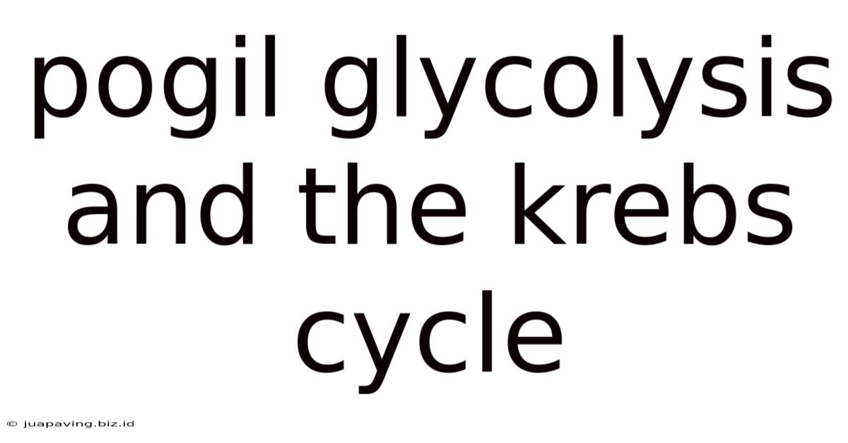 Pogil Glycolysis And The Krebs Cycle