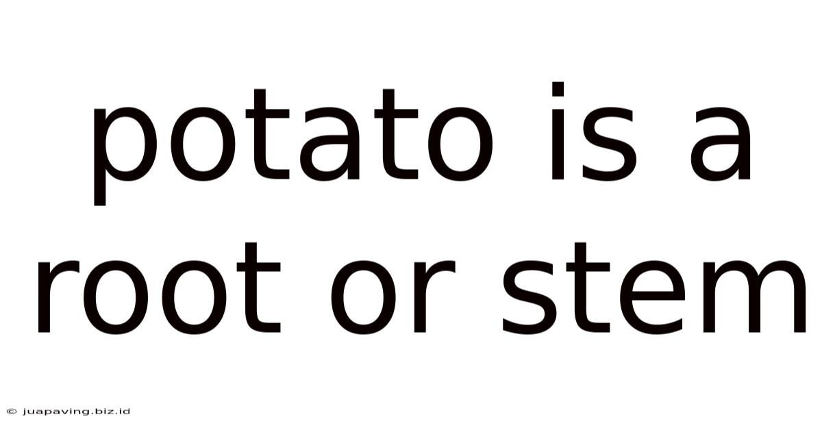 Potato Is A Root Or Stem