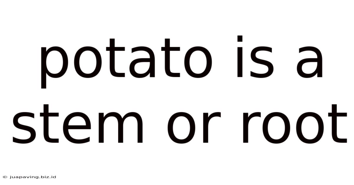 Potato Is A Stem Or Root