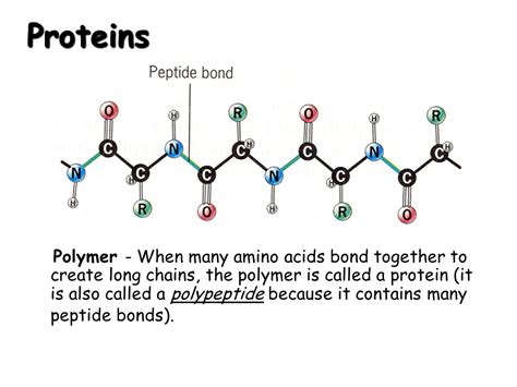 Protein Polymers Are Made Up Of