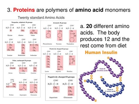 Proteins Are Polymers Of Amino Acid Monomers