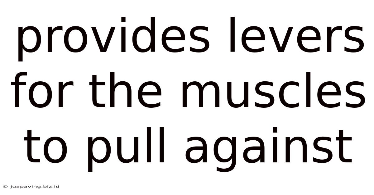 Provides Levers For The Muscles To Pull Against