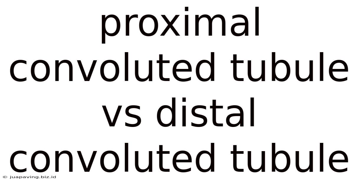 Proximal Convoluted Tubule Vs Distal Convoluted Tubule
