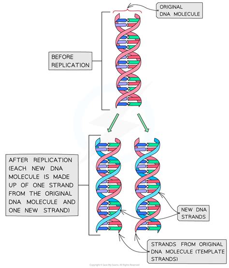 Replication Is Called A Semi-conservative Process Because