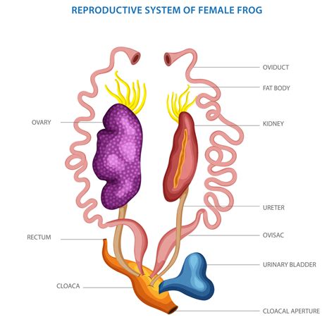 Reproductive System Of A Female Frog