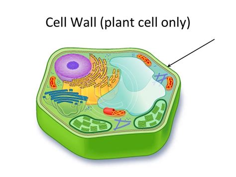 Rigid Outer Layer Of A Plant Cell