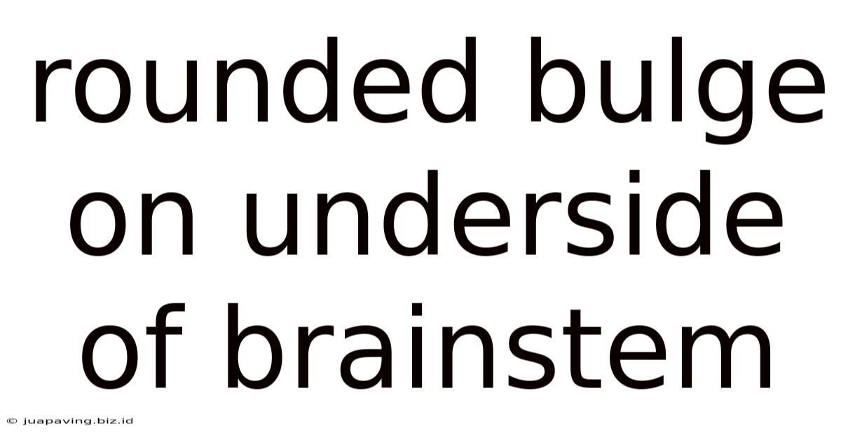 Rounded Bulge On Underside Of Brainstem