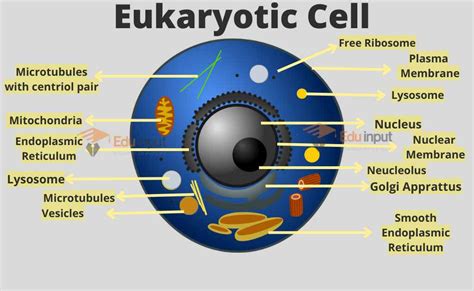 Select All Of The Characteristics Of Eukaryotes.