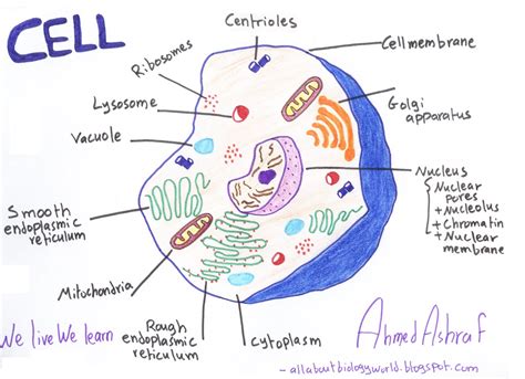 Select All Of The Characteristics Of Eukaryotic Cells