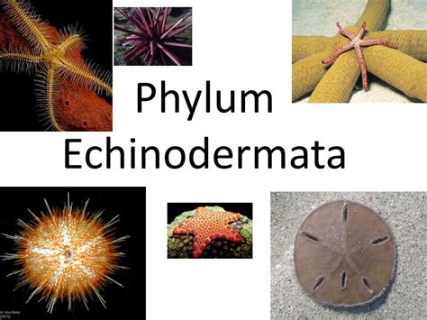 Select All Of The Characteristics Of Phylum Echinodermata.