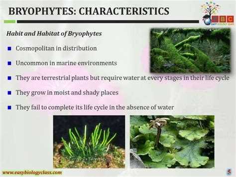 Select All The Characteristics Of Bryophytes.