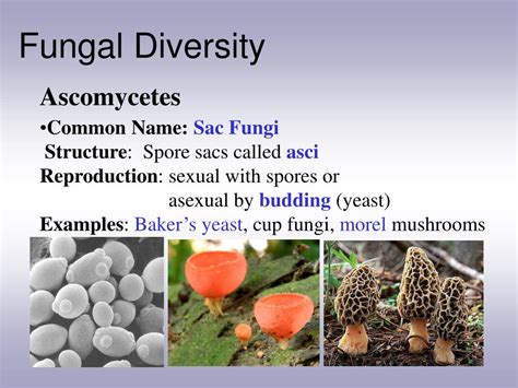 Select All The Following That Are Characteristics Of Fungi.