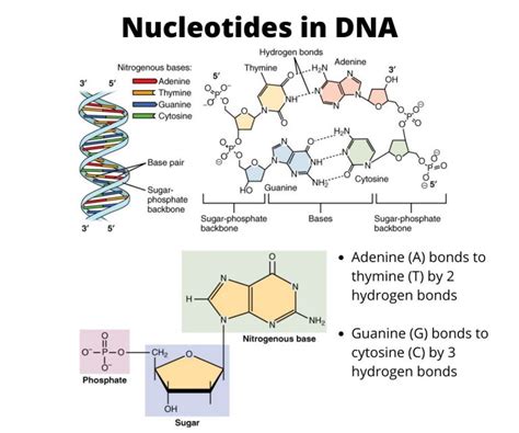 Select Three Components That Make Up A Nucleotide