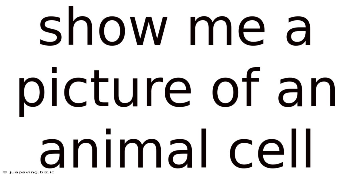 Show Me A Picture Of An Animal Cell