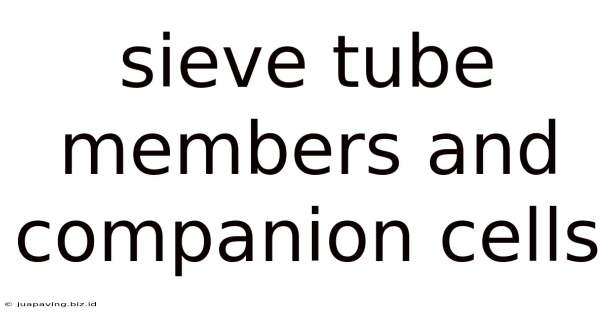 Sieve Tube Members And Companion Cells