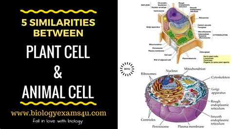 Similarities Between Plant And Animal Cells